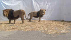 Zwei männliche Löwen stehen auf einem Betonboden, auf dem Stroh ausgelegt ist, vor weißen Tüchern im Hintergrund